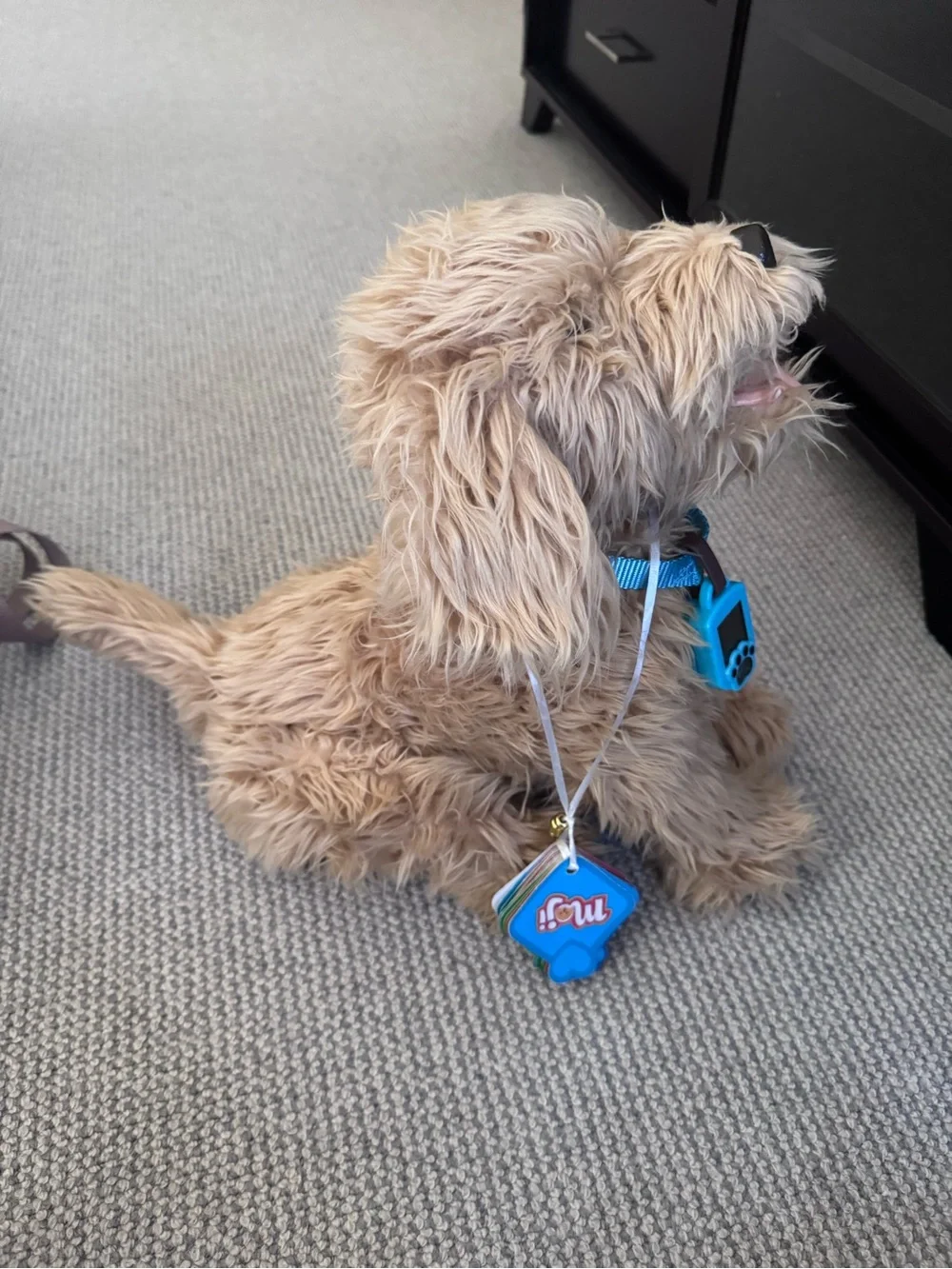 SkyRocket My Fuzzy Friend Moji interactive Labradoodle